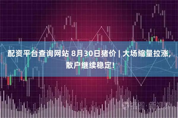 配资平台查询网站 8月30日猪价 | 大场缩量拉涨, 散户继续稳定!
