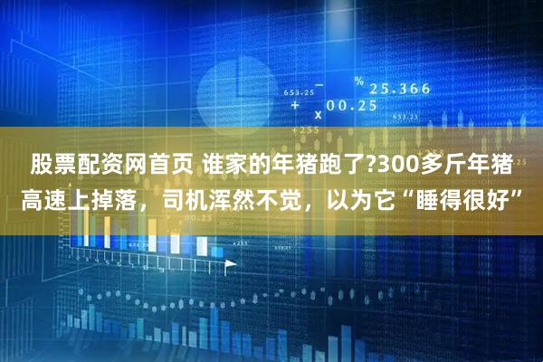 股票配资网首页 谁家的年猪跑了?300多斤年猪高速上掉落，司机浑然不觉，以为它“睡得很好”